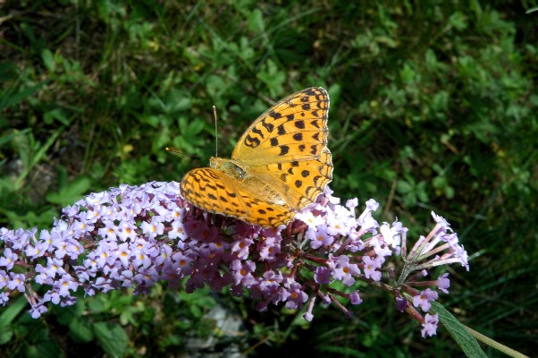 Farfalle di Valtellina, Valchiavenna, V.Poschiavo, Bregaglia